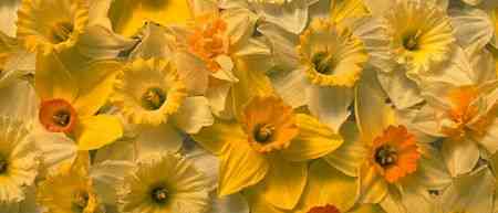 Daffodils