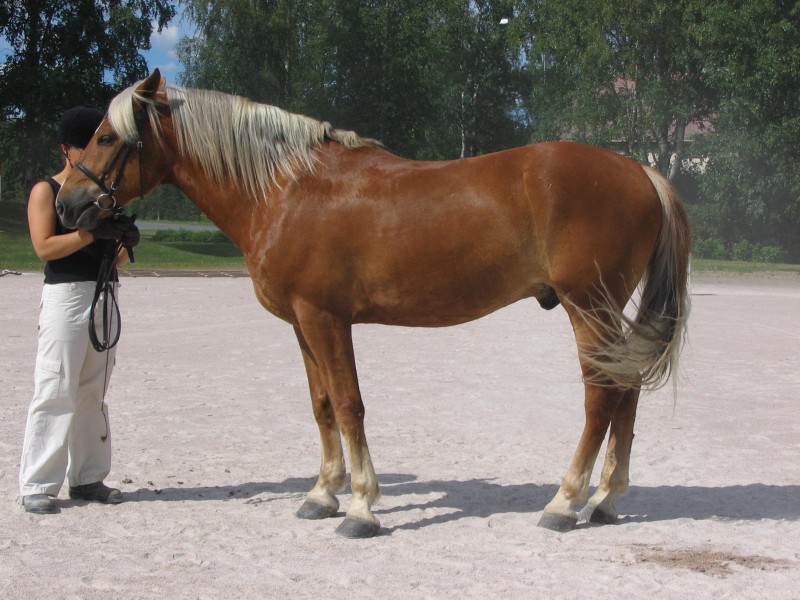 copyright Kopiointisivusto Alegro