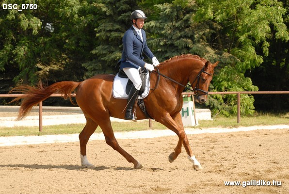 copyrights Gál Ildikó