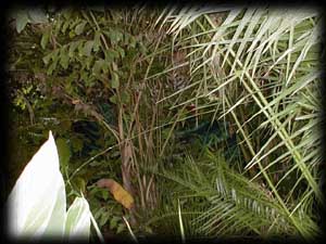 Plants???