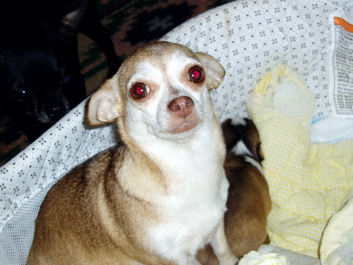 Laci