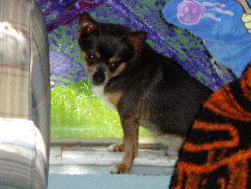 RT's Tiny Tido