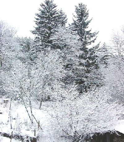 Fresh snow on trees