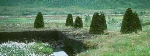 Turf stacks