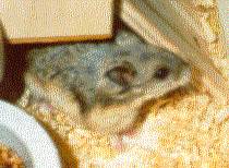 Hello!