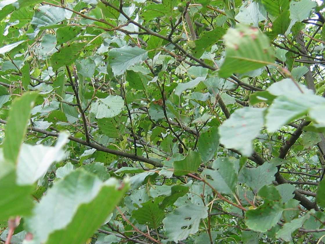 Alder