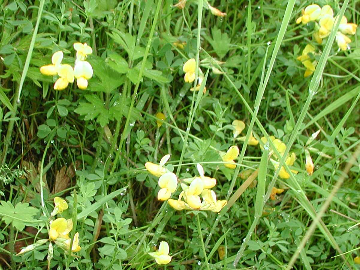 Birdsfoot Trefoil