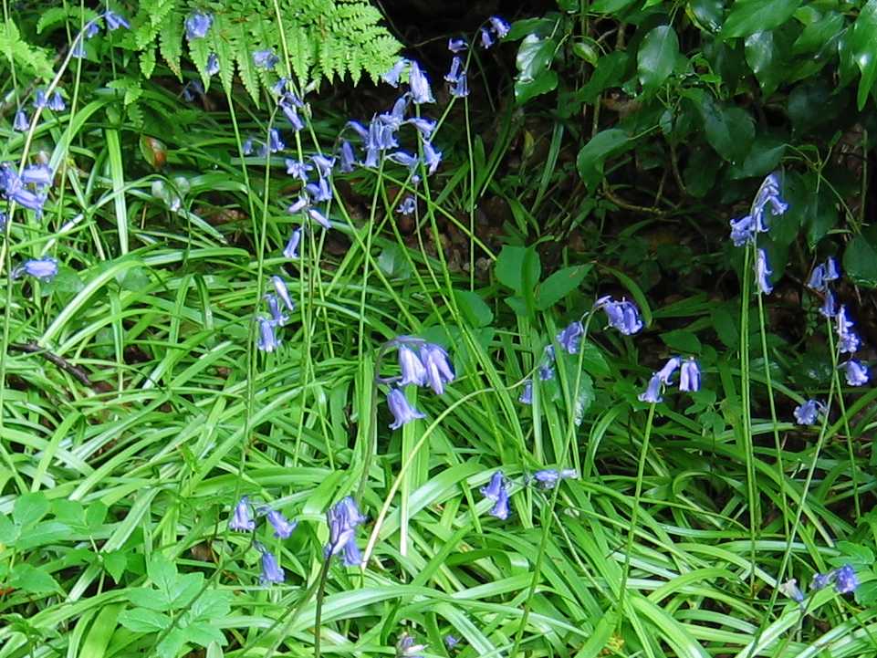 Bluebell