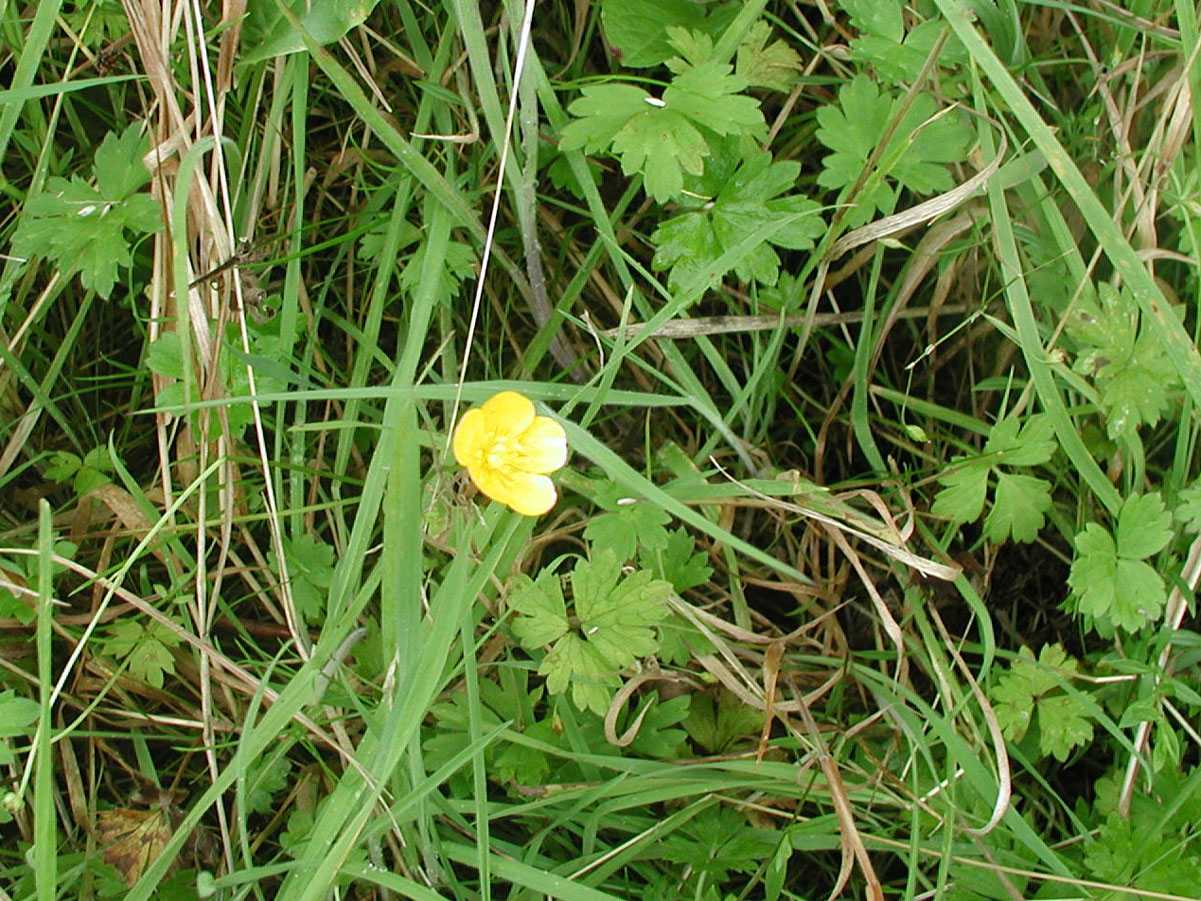 Creeping Buttercup