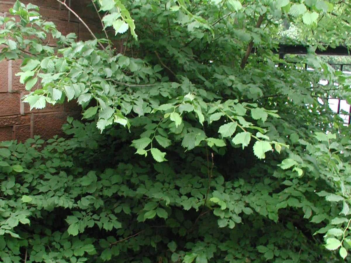 Elm