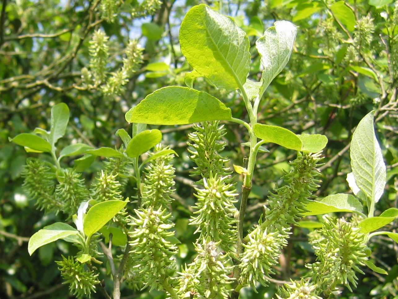 Grey Willow