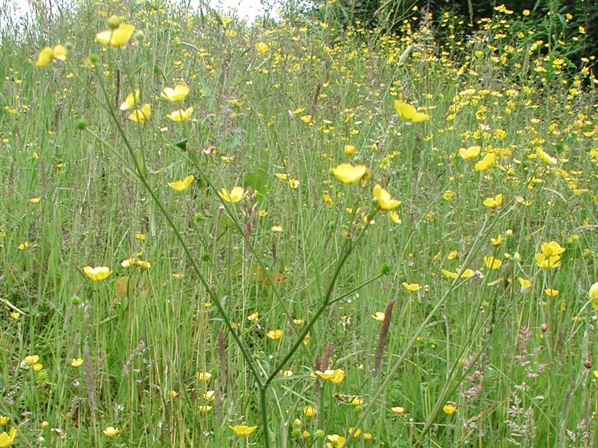 Meadow Buttercup