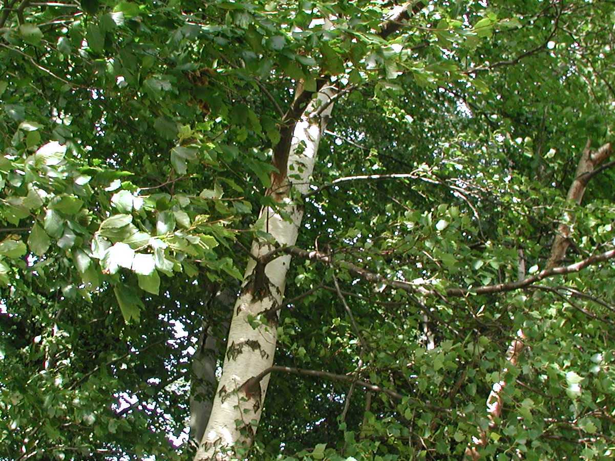 Silver Birch