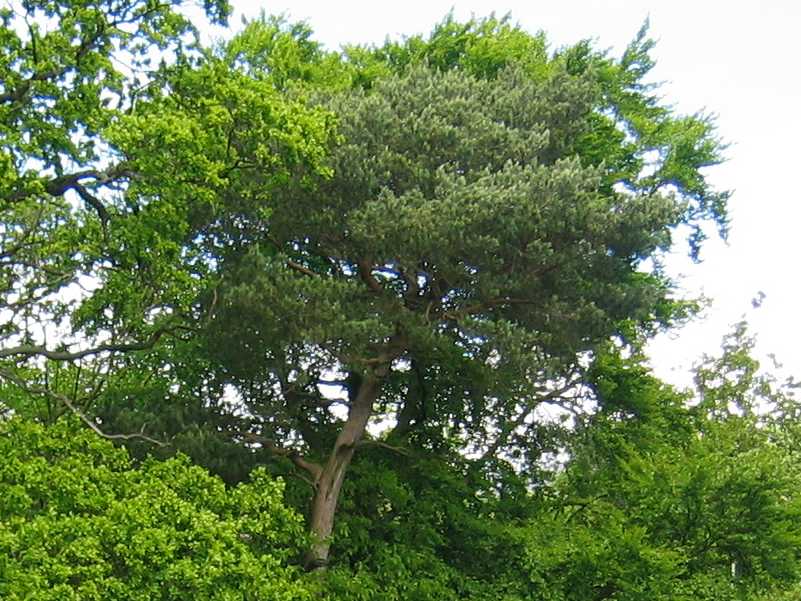 Scots Pine
