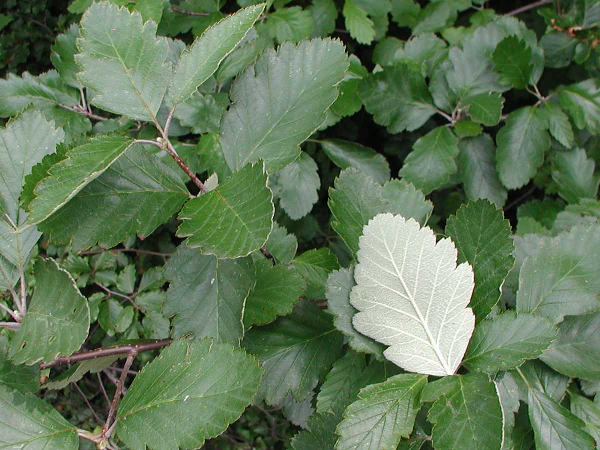 Whitebeam