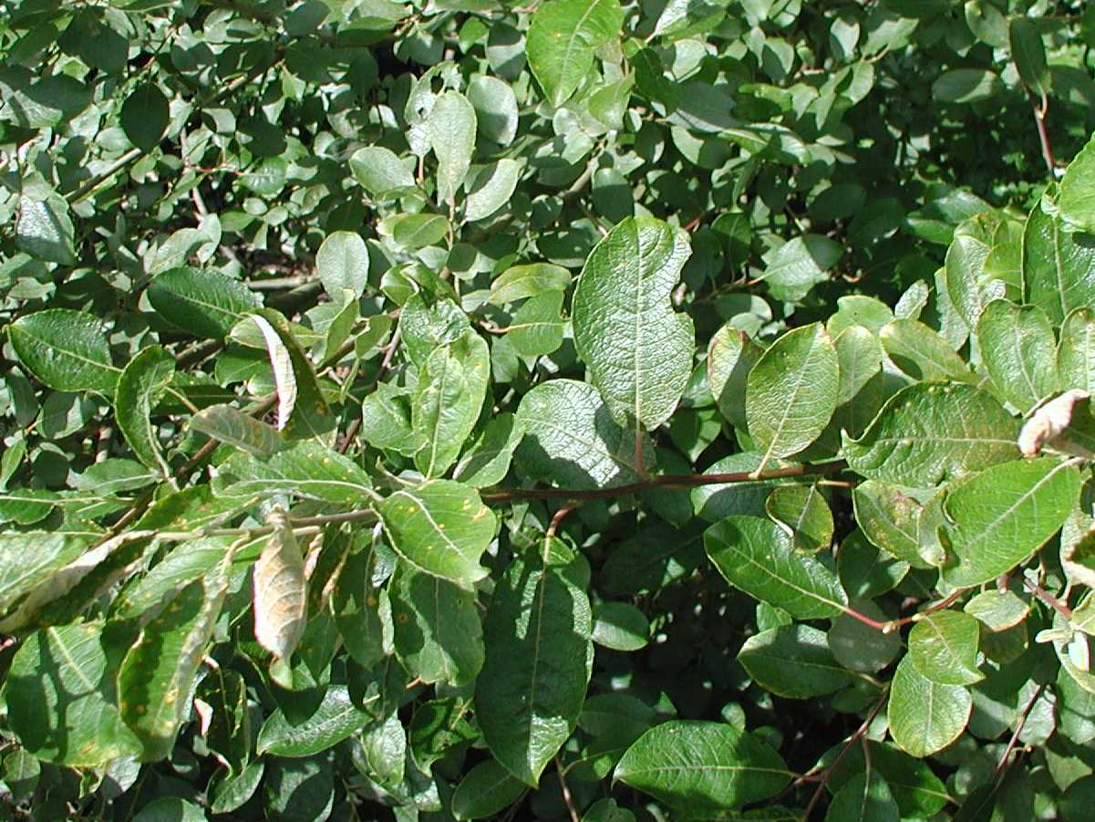 Goat Willow