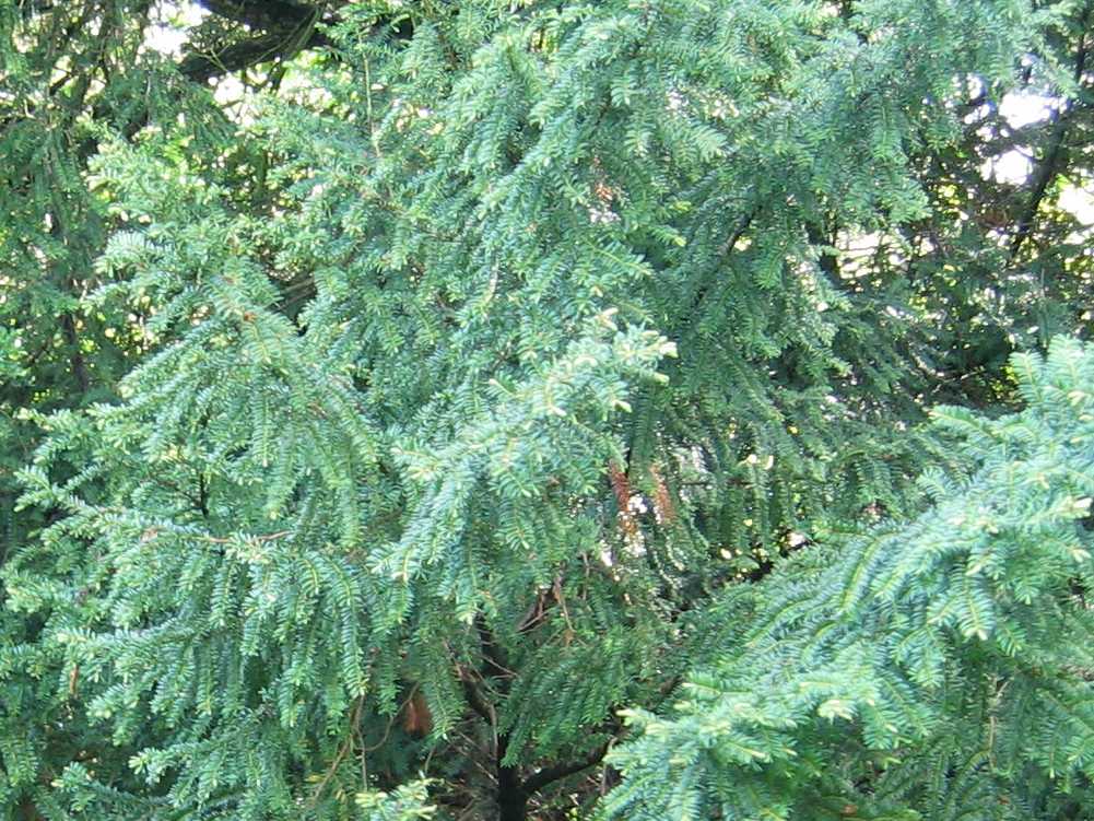 Yew