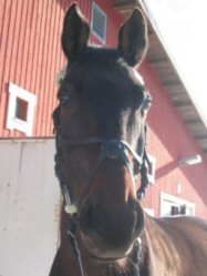  Tiia