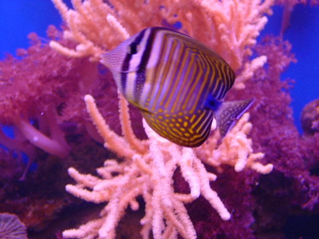 Zebrasoma desjardini