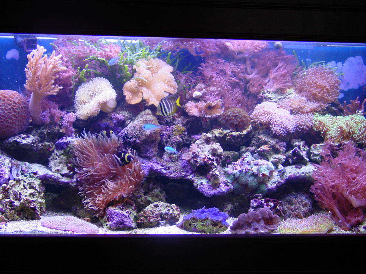 75 Gallon Reef Tank with Zebrasoma veliferum