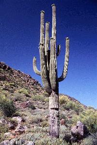 Saguaro Cactus in the Arizona Desert