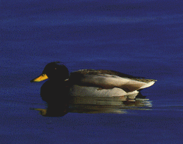 Duck on Carlyle Lake