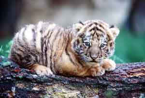 Tiger Cub at St. Louis Zoo