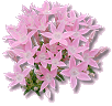 button2.gif (8015 bytes)
