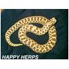 Light & Dark Phase Western Hognose