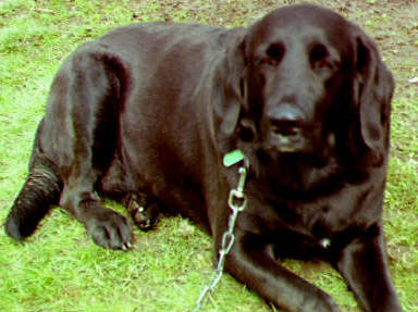 Desi the Black Lab. JPEG