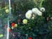 DSCF0228