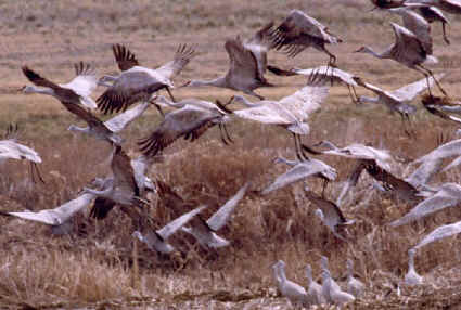 crane1.jpg (88160 bytes)