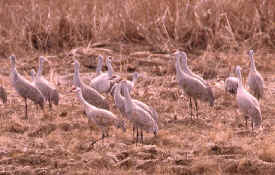 crane2.jpg (98930 bytes)