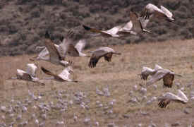 crane3.jpg (70594 bytes)