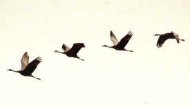crane4.jpg (21952 bytes)