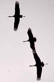 crane5.jpg (17990 bytes)