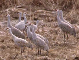 crane7.jpg (60630 bytes)