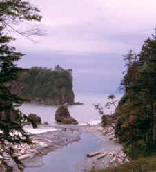 rainforest_12.jpg (46106 bytes)