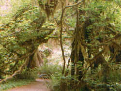 rainforest_13.jpg (82089 bytes)