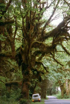 rainforest_2.jpg (60082 bytes)