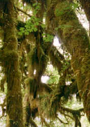 rainforest_4.jpg (85538 bytes)
