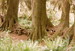 rainforest_5.jpg (61743 bytes)