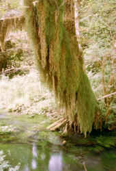rainforest_7.jpg (55598 bytes)