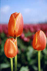 tulip_closeup2.jpg (38491 bytes)