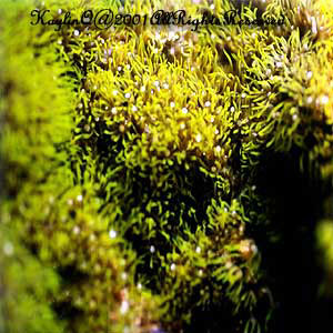 Briareum Sp.