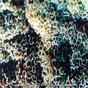Euphyllia Ancora Sp.