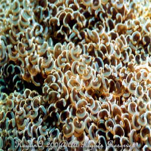 Euphyllia Ancora Sp.