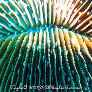 Fungia Sp.