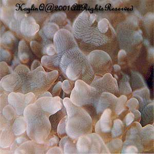Physogyra Lichtensteini Sp.