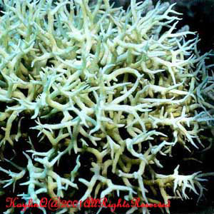 Seriatopora Hystrix Sp.
